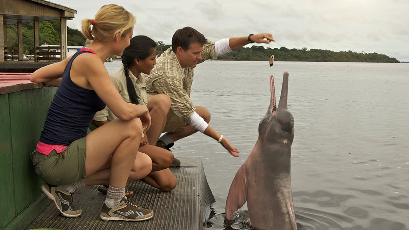 dolphin is a kind of mammals that you will see in peru amazon tours