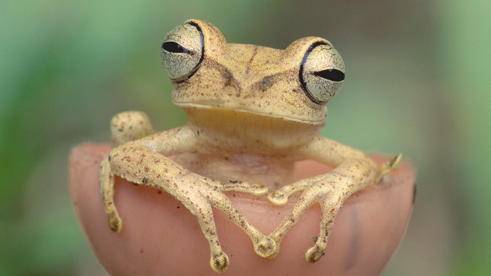 biodiversity of species on tambopata national reserve