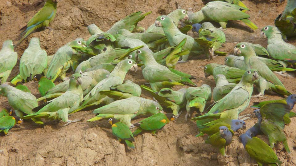 explore the tambopata national reserve and their clay licks