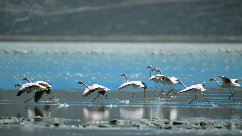 wildlife in paracas and nazca lines facts