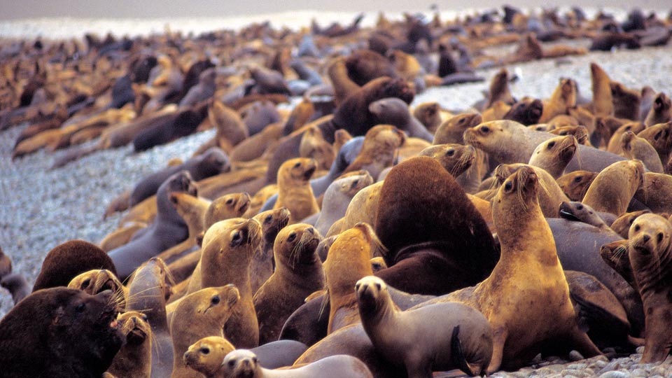 paracas national reserve and nazca lines facts