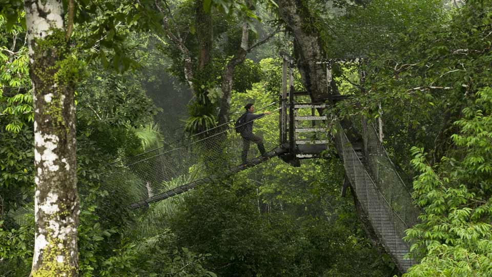 enjoy canopy in your tambopata tours