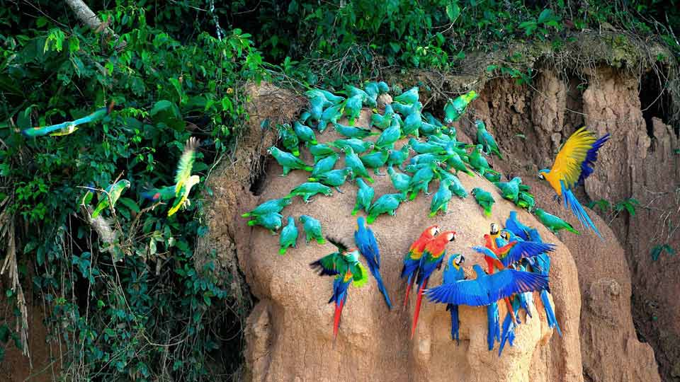 macaws in tambopata tours