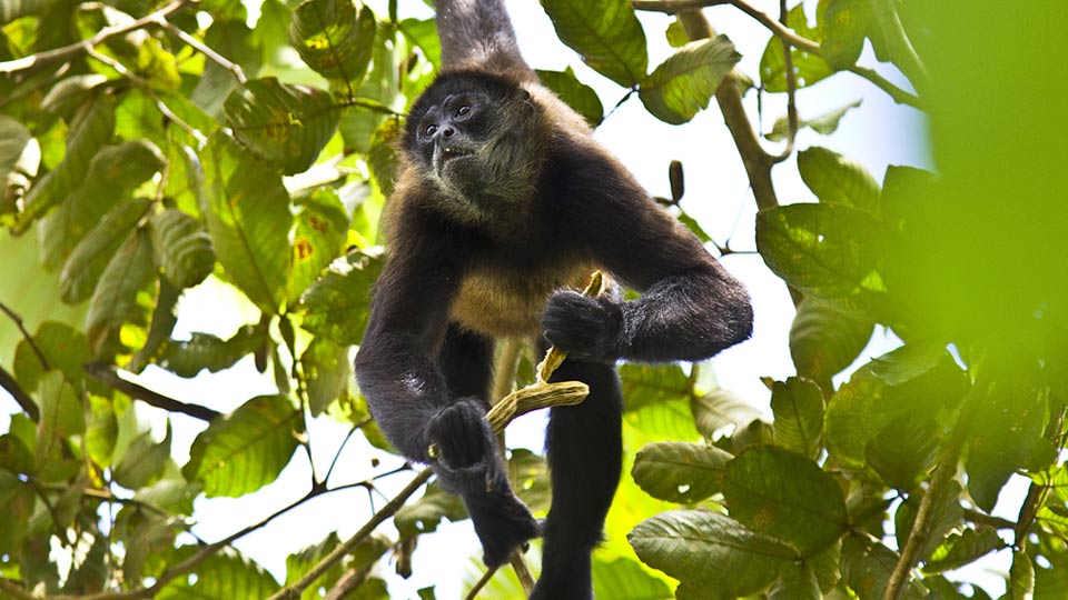 spider monkey spice that you will see in your tambopata tours