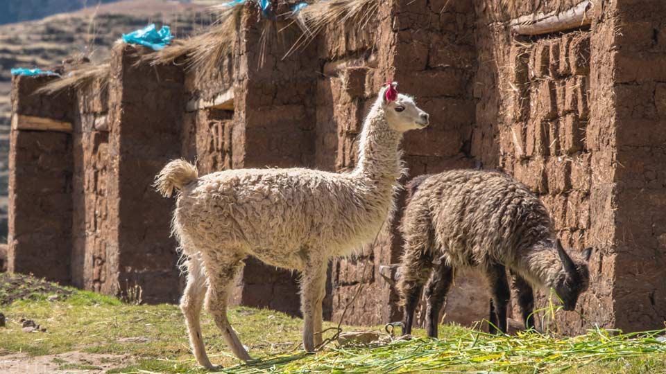 adventure holidays peru llama