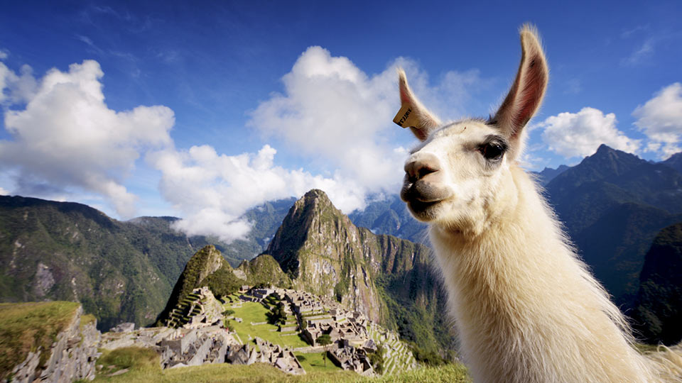 machu picchu trip llama