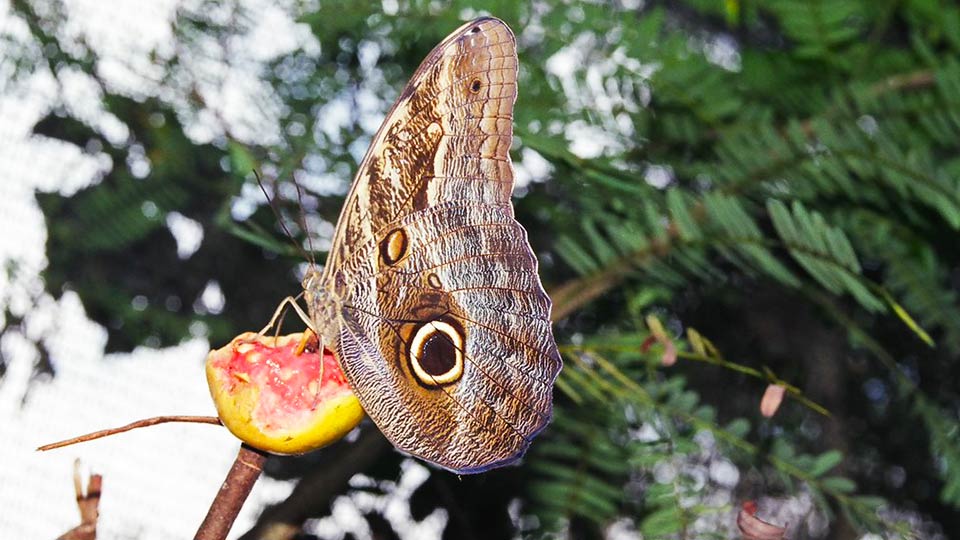 things to do in iquitos owl butterfly farm