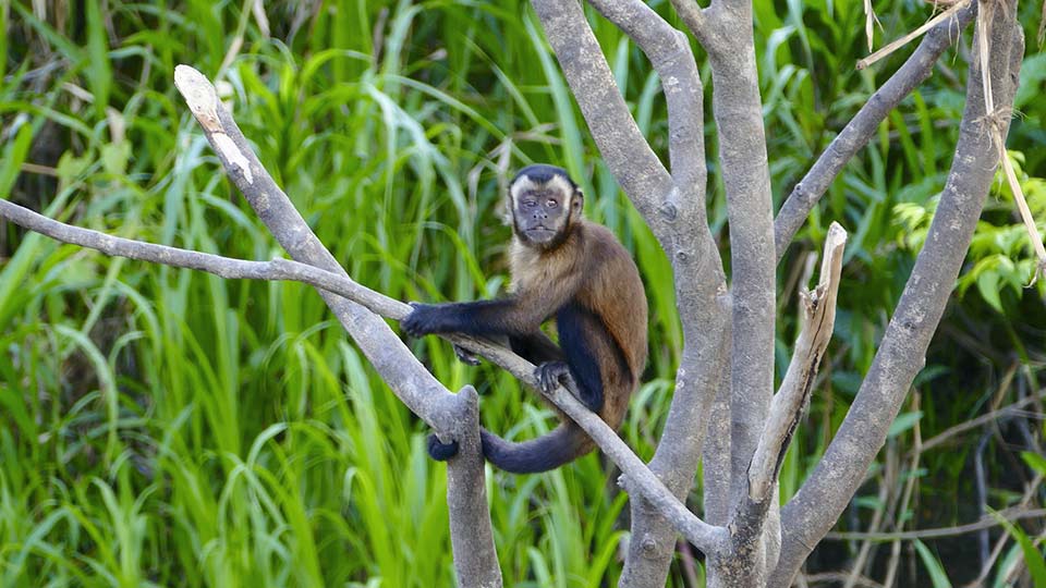 affordable luxury travel amazon rainforest