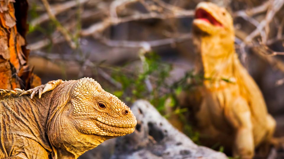 galapagos and machu picchu tours komodo dragon