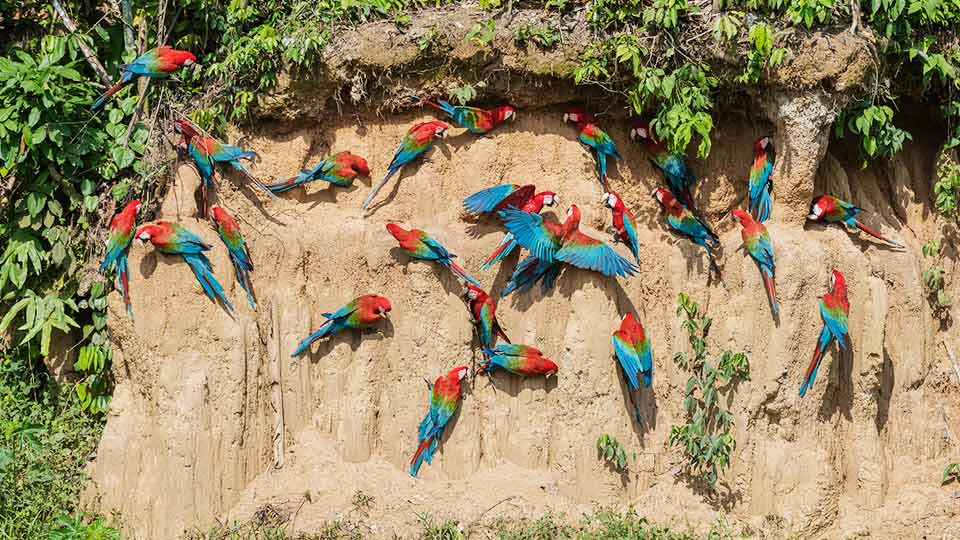 amazon rainforest in Peru birdwatching