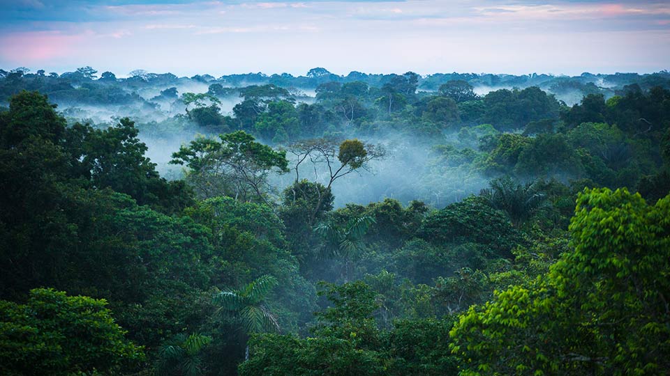 amazon facts lung of the earth