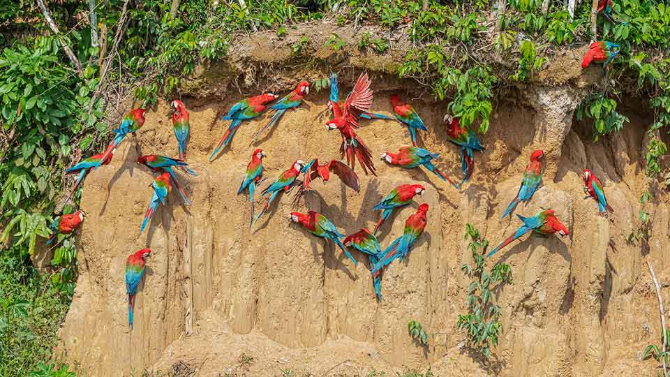 natural attractions manu national park