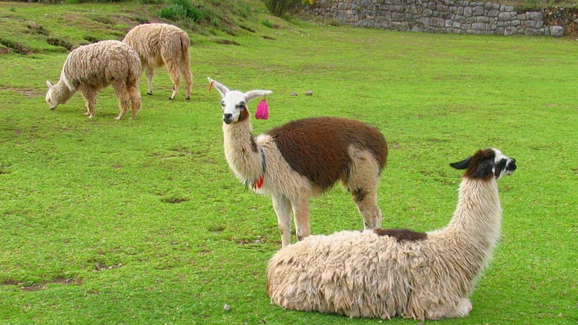 reasons to visit cusco llamas and alpacas